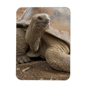 Magnet Flexible Tortue terrestre des Seychelles Aldabran