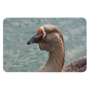 Magnet Flexible Toulouse Goose