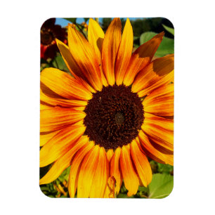 Magnet Flexible Tournesol