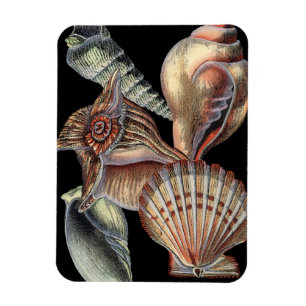 Magnet Flexible Trésors de la mer