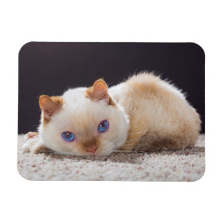 Magnet Flexible Trident l'aimant de chat