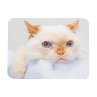 Magnet Flexible Trident l'aimant de chat 03