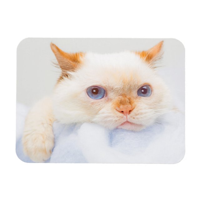 Magnet Flexible Trident l'aimant de chat 03 (Horizontal)