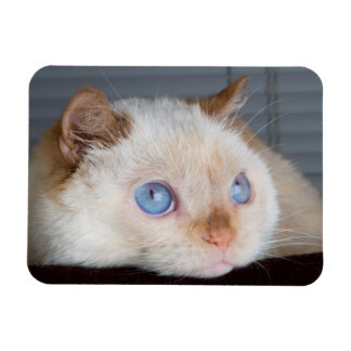 Magnet Flexible Trident l'aimant de chat 06