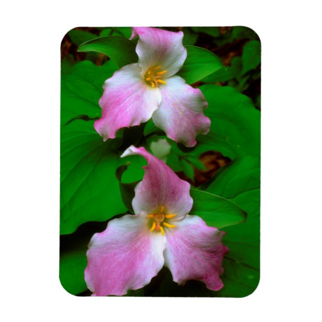 Magnet Flexible Trillium Fleur sauvage (Vertical)