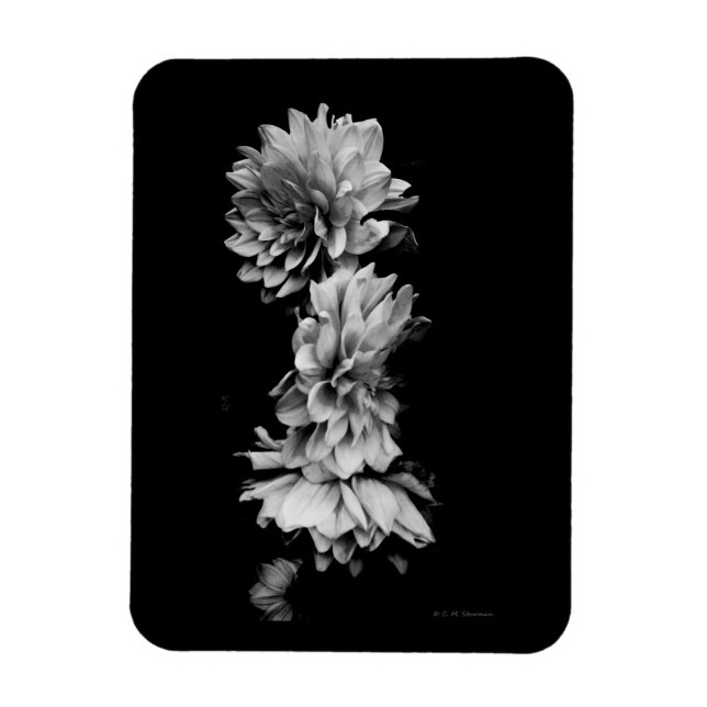 Magnet Flexible Trio Dahlia noir et blanc (Vertical)