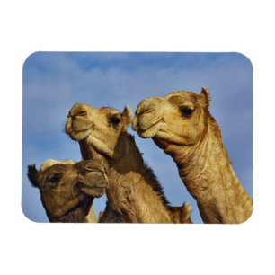 Magnet Flexible Trio de chameaux, marché aux chameaux, Le Caire, É