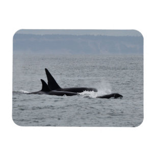 Magnet Flexible Trio des baleines d'Orca