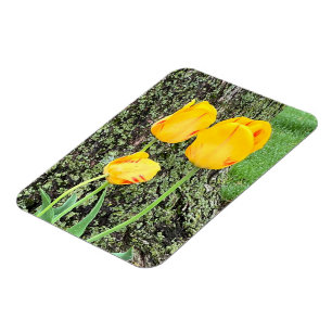 Magnet Flexible Trois Tulipes Jaunes / Flexible