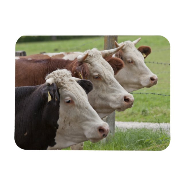 Magnet Flexible Trois vaches dans une ligne (Horizontal)