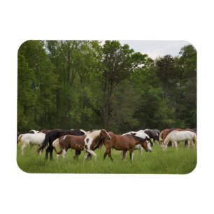 Magnet Flexible Troupeau de chevaux, Tennessee