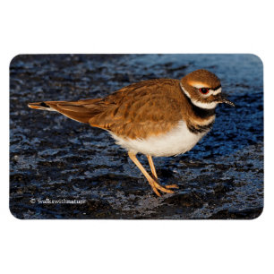 Magnet Flexible Tueur sur les boudflats d'Icy