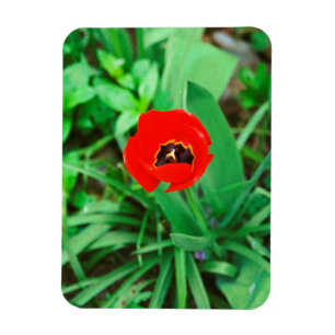 Magnet Flexible Tuliforme rouge