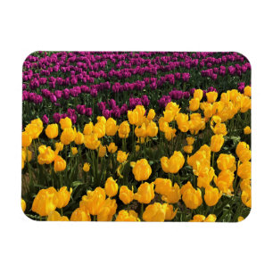 Magnet Flexible Tulip Field, Oregon