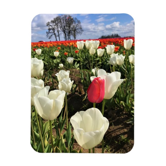 Magnet Flexible Tulipe rose se démarquant, Oregon (Vertical)