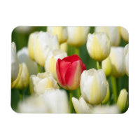 Tulipe rouge dans un champ de tulipes blanches
