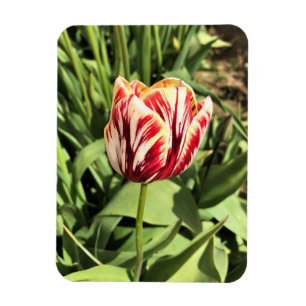 Magnet Flexible Tulipe rouge et blanche