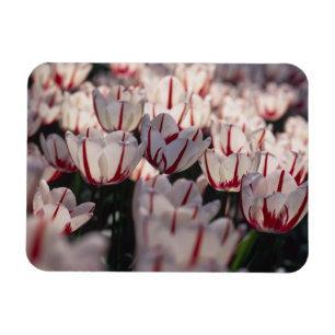 Magnet Flexible Tulipes