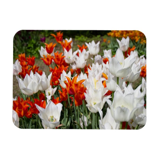 Magnet Flexible Tulipes blanches et gingembre dans le jardin (Horizontal)