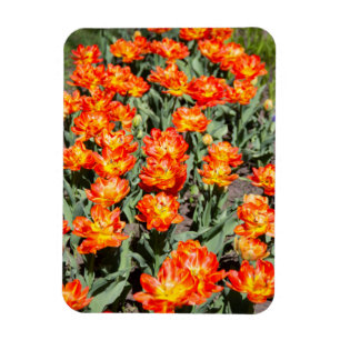 Magnet Flexible Tulipes de gingembre rouge-orange brillantes