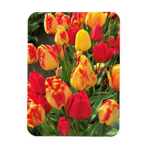 Magnet Flexible Tulipes jaunes et rouges