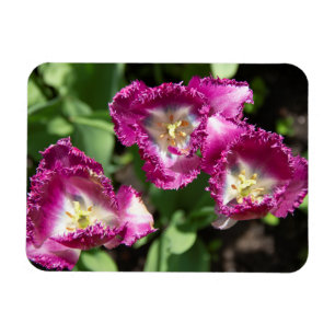 Magnet Flexible Tulipes mignonnes pourpres dans le jardin