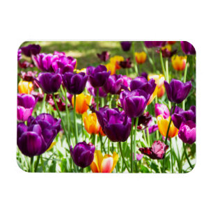 Magnet Flexible Tulipes mignonnes pourpres et jaunes