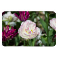 Tulipes rose vif par jour ensoleillé
