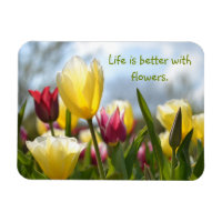 Tulipes rouges, jaunes et roses au soleil
