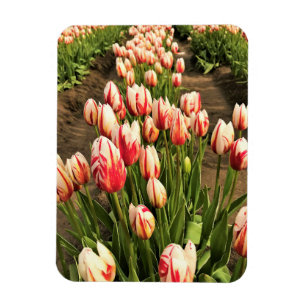 Magnet Flexible Tulips