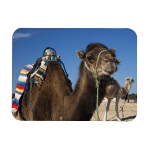 Magnet Flexible Tunisie, désert du Sahara, Douz, Zone Touristique,