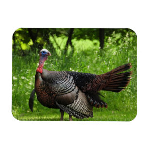 Magnet Flexible Turquie sauvage mâle mature Afficher des plumes