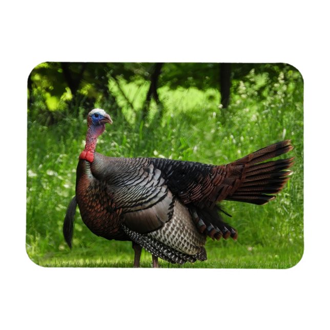 Magnet Flexible Turquie sauvage mâle mature Afficher des plumes (Horizontal)