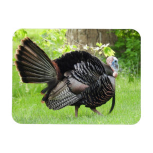 Magnet Flexible Turquie sauvage mâle mature Afficher des plumes