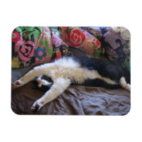 Tuxedo Cat Cute faire une carte postale mexicaine