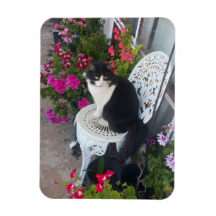 Magnet Flexible Tuxedo Chat Cute Jolie Fleurs Chats Carte d'Annive