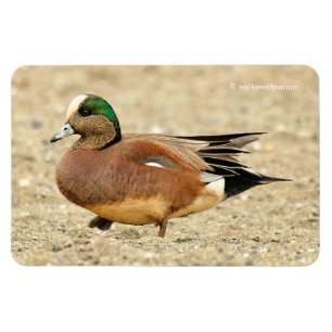 Magnet Flexible Un canard siffleur américain sur la plage