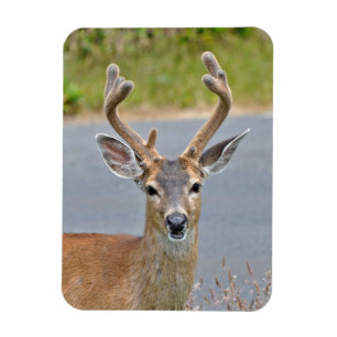 Magnet Flexible Un Cerf Mule Buck
