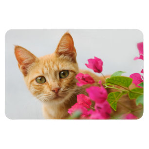 Magnet Flexible Un chaton tigré rouge mignon vous observe