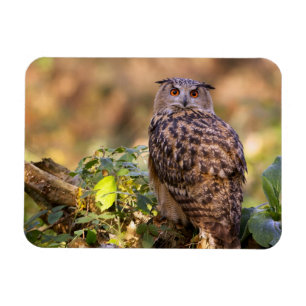 Magnet Flexible Un hibou de l'aigle