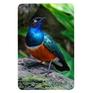 Magnet Flexible Un oiseau chanteur africain superbe et étourdissan