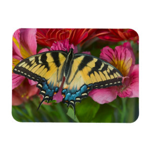 Magnet Flexible Un papillon Papilio glaucus