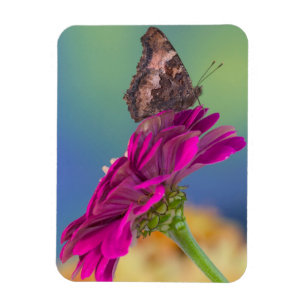 Magnet Flexible Un papillon Papilio Multicaudatus
