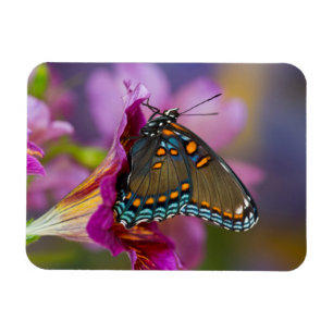Magnet Flexible Un papillon swallowtail