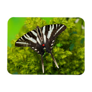 Magnet Flexible Un papillon swallowtail nord-américain