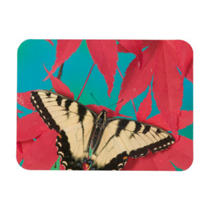 Magnet Flexible Un papillon swallowtail tigre canadien