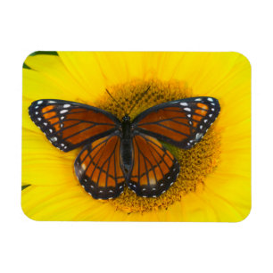 Magnet Flexible Un papillon vice-roi Limenitis Archippus