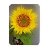 un tournesol brillant