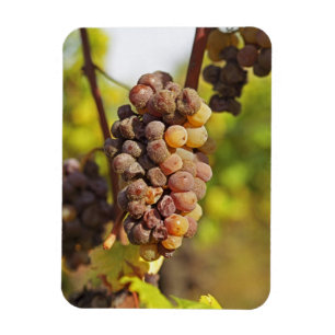 Magnet Flexible Une grappe de raisin Semillon moisie à Ch Raymond
