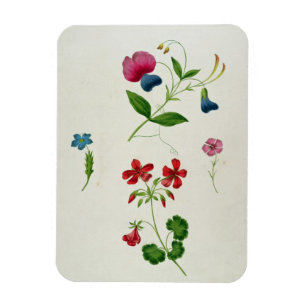 Magnet Flexible Une illustration 'd'un nouveau traité sur la fleu